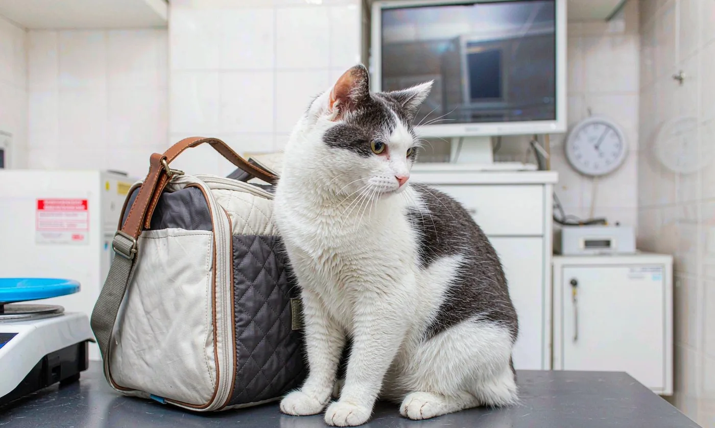 Pet Bag Influencer Marketing: Unit Cost and Brief - detail view supplied by QUANZHOU JUNYUAN BAGS