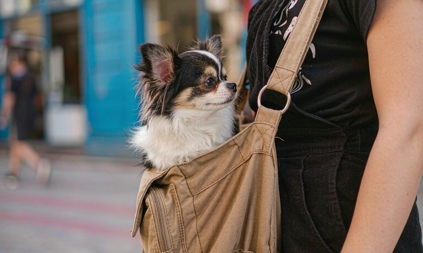 Pet Bag BigCommerce: Wholesale Pricing and Data - detail view supplied by QUANZHOU JUNYUAN BAGS